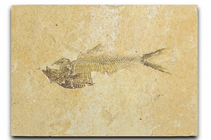 Bargain, Fossil Fish (Diplomystus) - Wyoming #354051